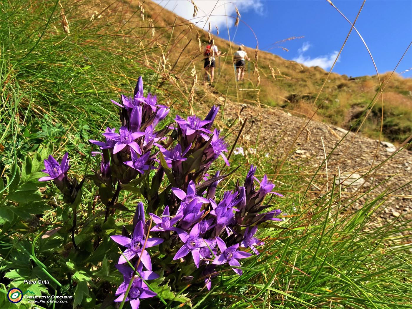 18 Gentianella rhaetica (Genzianella retica) in piena fioritura.JPG